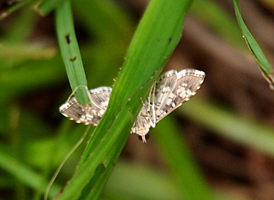 [A blade of grass covers the middle of the moth, but on either side of the blade, the underside of the moth's wings are visible. The moth has near-black eyes and white legs. Its wings are brown and white suggesting a spotted pattern on the top side.]